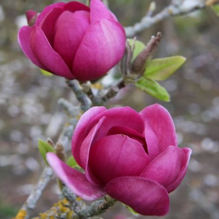 Magnolii Black Tulip 