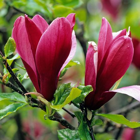 Magnolia Nigra 