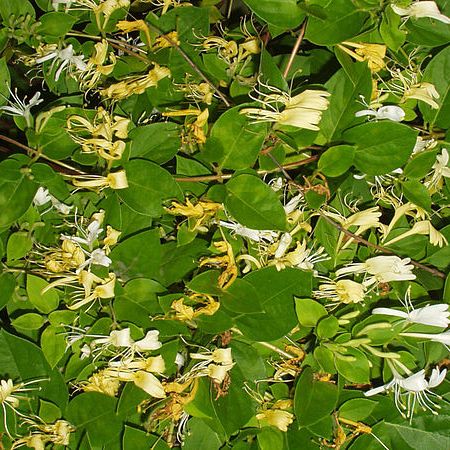 Mana Maicii Domnului, cea mai indragita planta cataratoare  