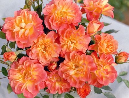 Trandafirii Mandarin, delicati si plin de culoare