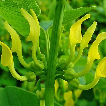Marul lupului, mai puternica decat orice planta medicinala din Romania 