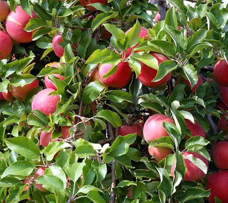 Cateva obiceiuri alimentare pentru o viata sanatoasa    