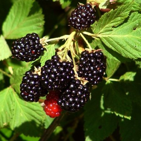 Murele. Cum te ajuta fructele de sezon sa fii sanatos? 