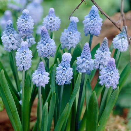 Muscari azureum - o pata de culoare pentru gradina 