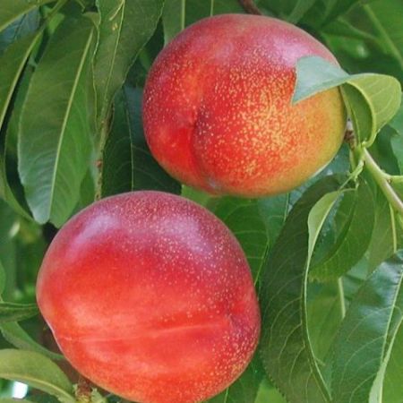 Red Diamond, nectarine savuroase