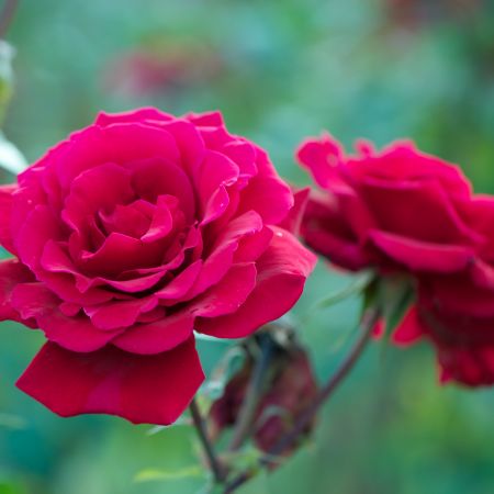 Nina Weibull, trandafirul de o frumusete clasica