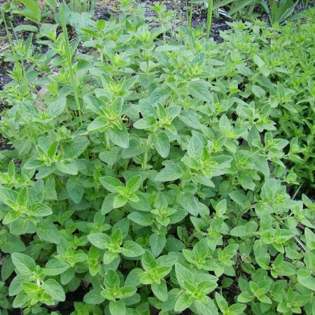 Oregano si medicina naturista 