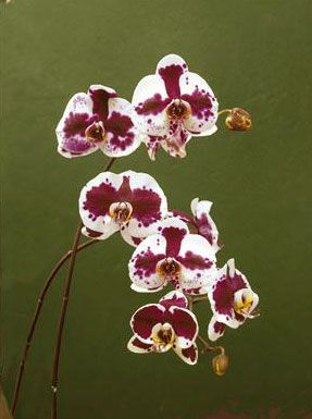 Orhidee Phalaenopsis 
