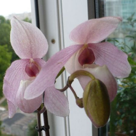 Orhidee Pahiopedilum - delicata si plina de farmec