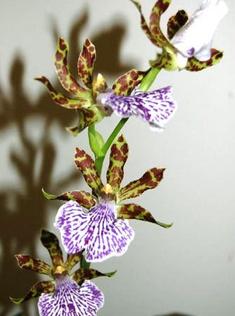 Orhidee. Zygopetalum.