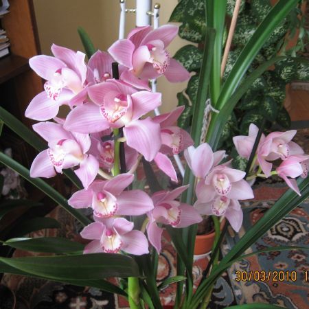 Si gradinarii incepatori se pot bucura de frumusetea orhideelor