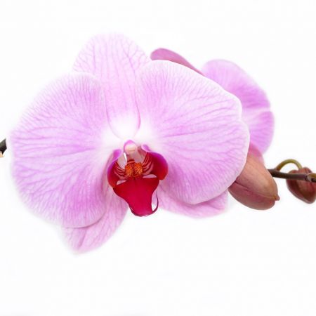 Sfaturi pentru ingrijirea orhideelor 