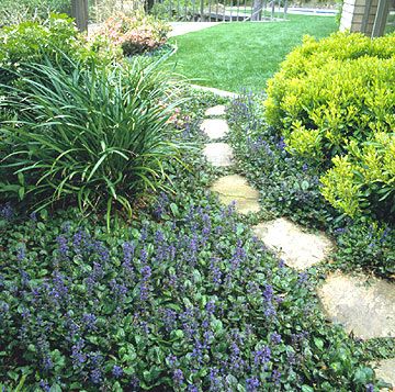 Ajuga reptans