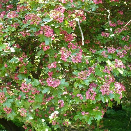 Crataegus laevigata sau paducel cu flori rosii