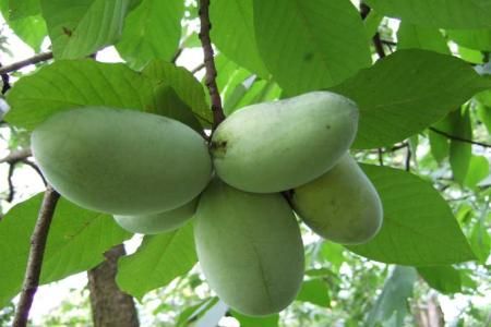 Fructul pawpaw, desertul favorit al lui George Washington 