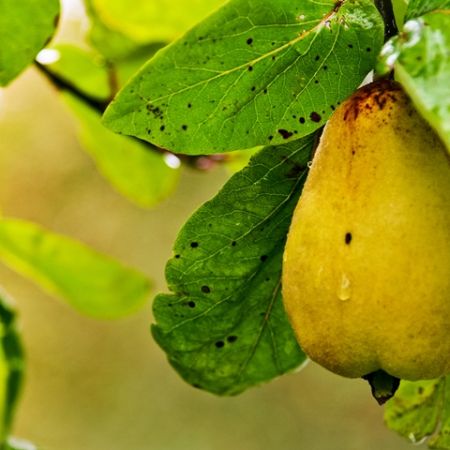 Toamna sustine sistemul imunitar printr-o alimentatie sanatoasa