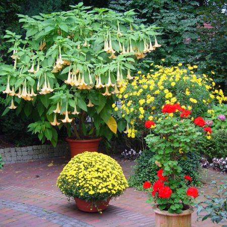 Primul ajutor pentru plantele din balcon