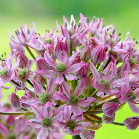 Allium Pink Jewel - un plus de roz pentru gradina 