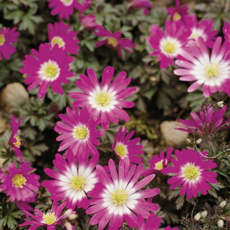 Anemonele Pink Star