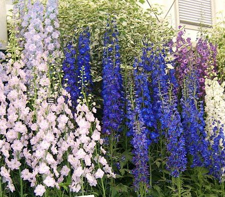 Flori de vara. Larkspur sau pintenul ciocarliei