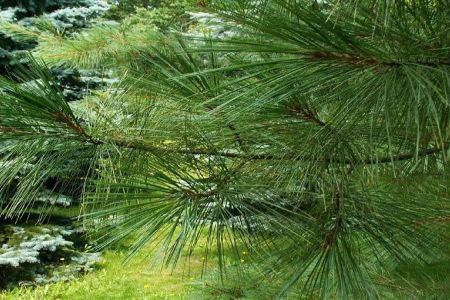 Pinul se adapteaza usor conditiilor climatice