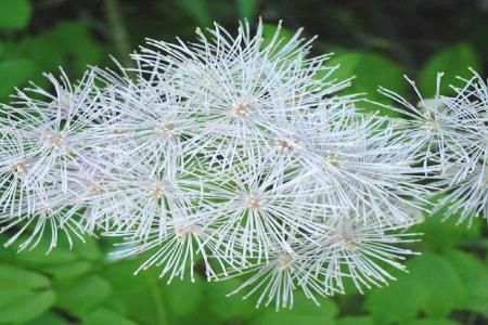 Plante iesite din comun