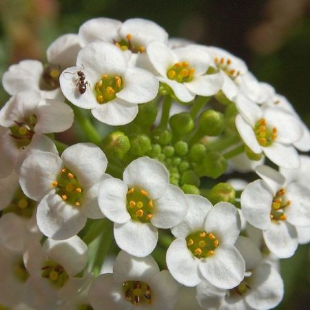 Alyssum dulce
