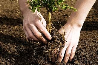 Plantarea pomilor fructiferi 