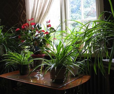 Despre iarna, plante de apartament si boli 