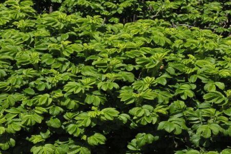 Plantele si inghetul