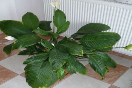 Spathiphyllum, planta tropicala de interior