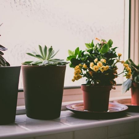 Patru motive pentru care este bine sa ai flori in casa