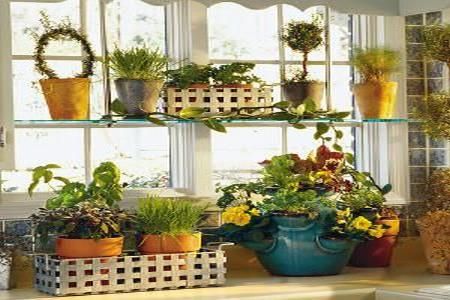Pregatiti-va plantele de iarna