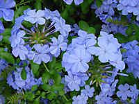 Plumbago sau floarea aducatoare de dragoste