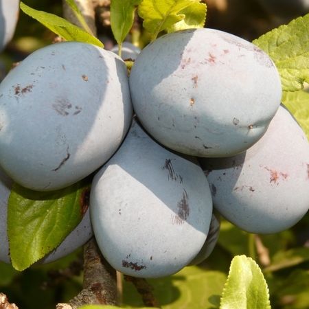 Prunele Bluefree 