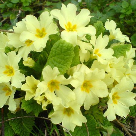 Primula Vulgaris sau Ciubotica-Cucului  