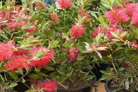 Callistemon citrinus - flori rosii deosebite