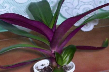 Rhoeo spathacea - sabiuta purpurie