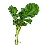 Rapini