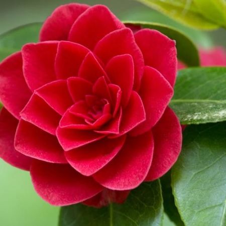 Camelia Red, rafinament nipon in gradina 