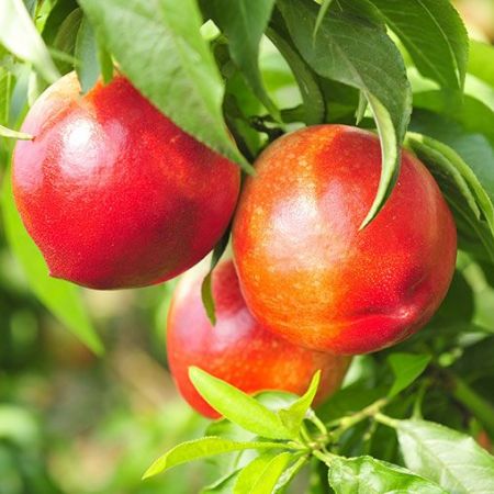 Nectarinele Red Gold