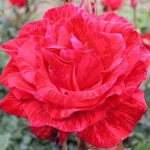 Trandafirii Red Intuition 