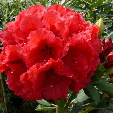 Rhododendron Red Jack - arbustul decorativ elegant si rezistent 