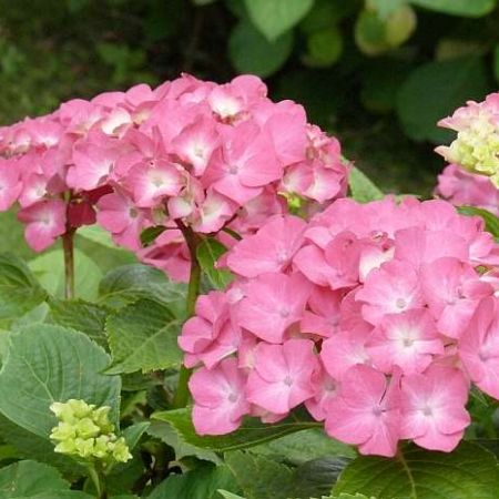 Hortensia Red Miss Hepburn 