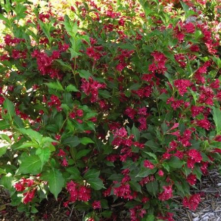 Weigela Red Prince 