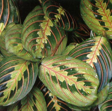 Maranta leuconeura