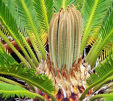 Cycas revoluta