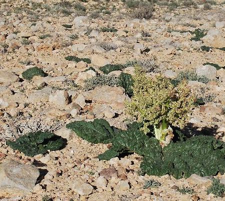 Rheum palaestinum, planta care se uda singura