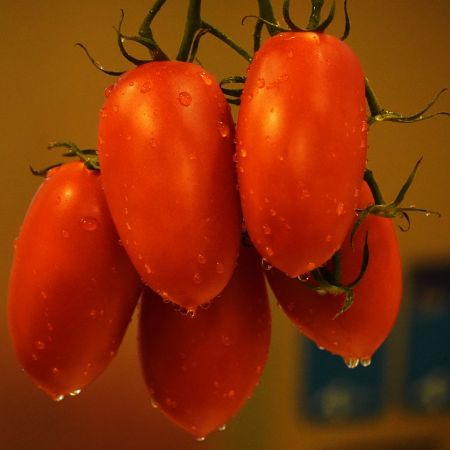 Tomatele Rio Grande