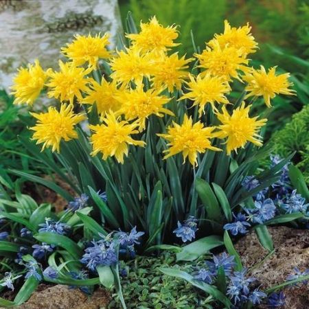 Narcisele Rip van Winkle - galbenul perfect pentru gradina